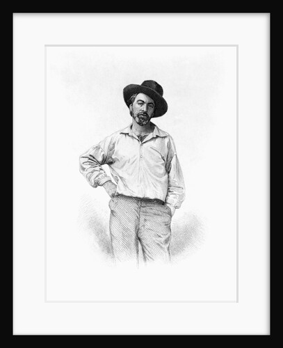 Portrait of Walt Whitman by Anonymous