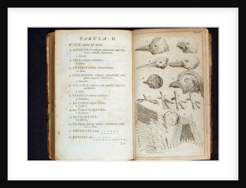 Systema Naturae. 1756 by Anonymous