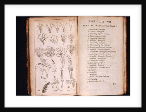 Systema Naturae. 1756 by Anonymous