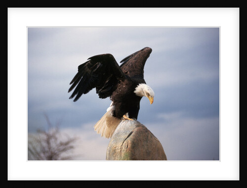 Bald Eagle Lands With Outstretched Wings by Anonymous