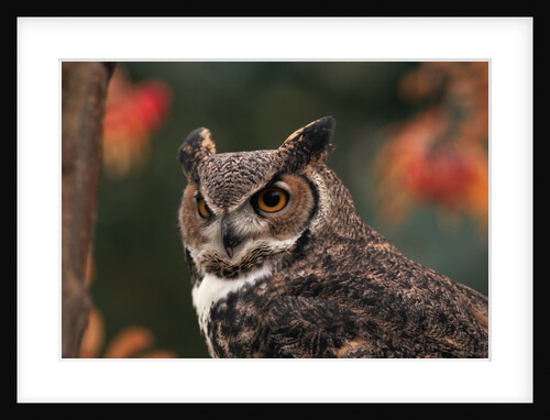 Great Horned Owl With Blurred Autumn Foliage by Anonymous