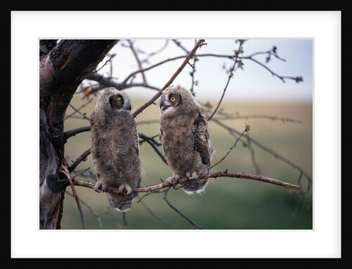 Baby Great Horned Owls in Tree by Anonymous
