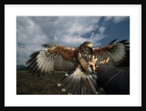 Harris' Hawk Lands on Falconer's Glove by Anonymous