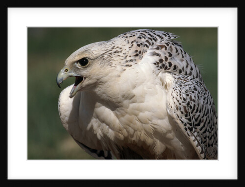 Gyrfalcon Close-up by Anonymous