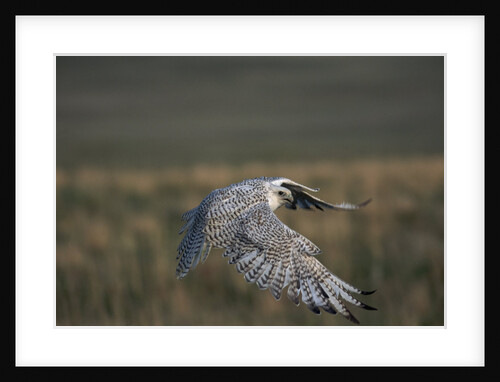 White Arctic Gyrfalcon in Flight by Anonymous