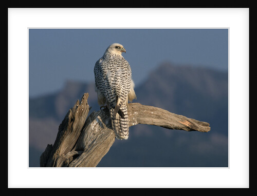 White Arctic Gyrfalcon Perches on Stump by Anonymous
