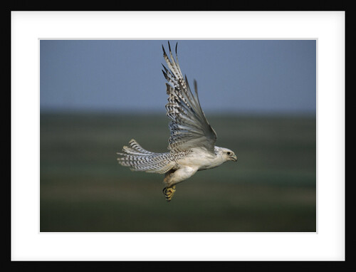 White Arctic Gyrfalcon in Flight by Anonymous