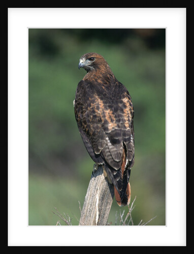 Red-Tailed Hawk Perches on Post by Anonymous