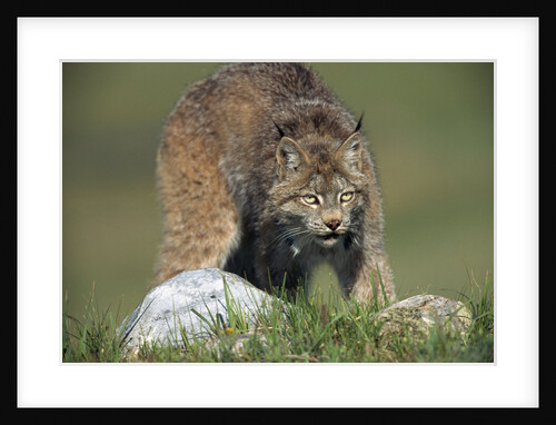 Canada Lynx Crouches Down to Stalk Food by Anonymous