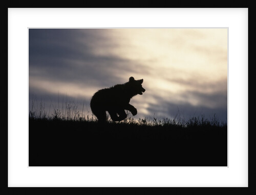Silhouetted Grizzly Cub Running by Anonymous
