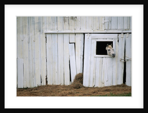 Horse Sticking Head out Barn Window by Anonymous
