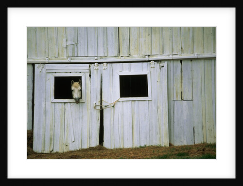 Horse Peering Through Barn Door by Anonymous