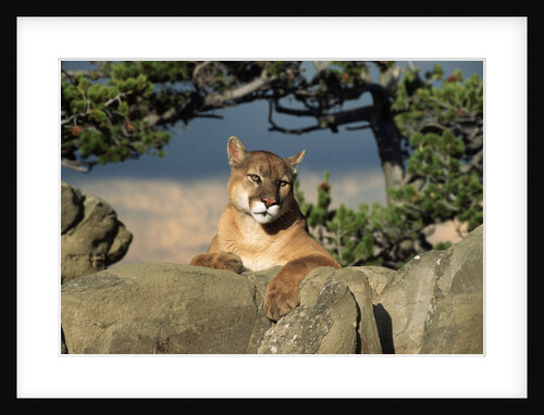 Cougar Resting on Rocks by Anonymous
