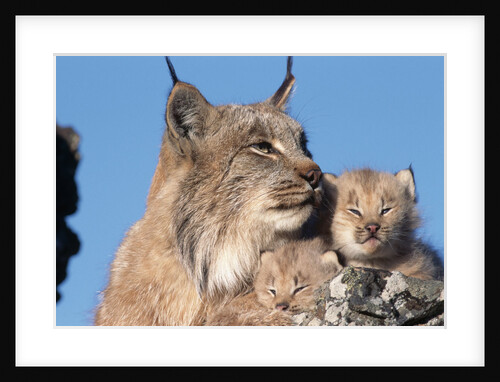 Canadian Lynx with Young by Anonymous