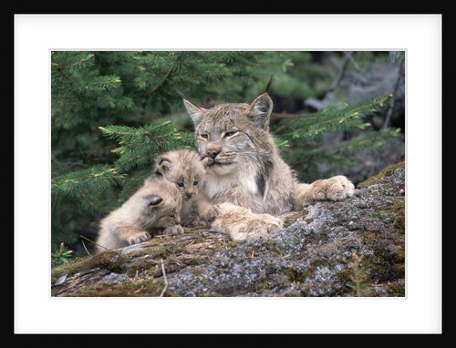 Canadian lynx family. Northern Rockies by Anonymous