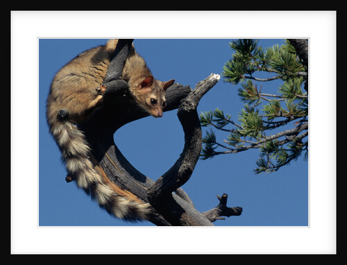 Ringtail Sitting in Pine Tree by Anonymous