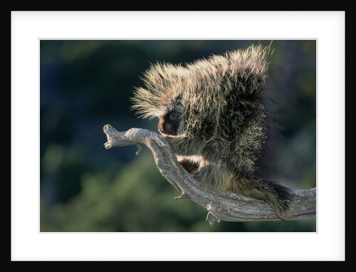 Porcupine Sitting on Confier Branch by Anonymous