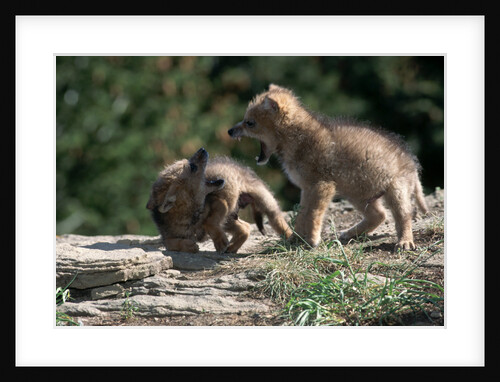 Coyote pups determining dominance. Rocky Mountain foothills by Anonymous