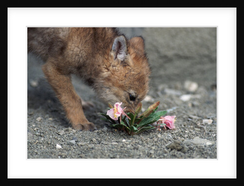 Coyote Pup Examining Evening Primrose by Anonymous