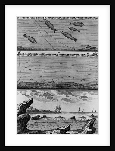 Engraving of Cod Fishing by Anonymous