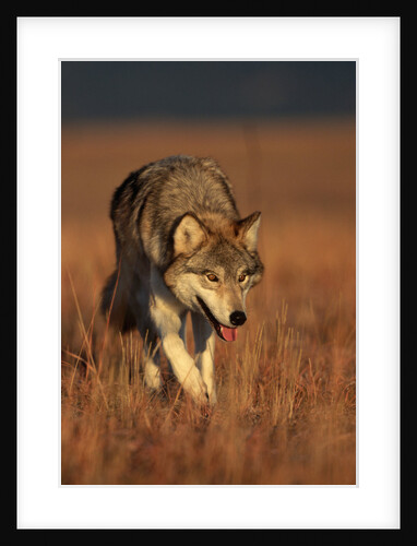 Gray Wolf on Prairie by Anonymous