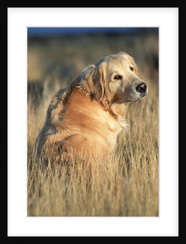 Golden Retriever in Prairie Grass by Anonymous