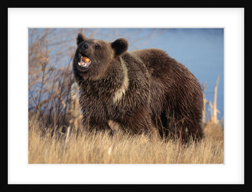 Grizzly Bear Eating Apple by Anonymous