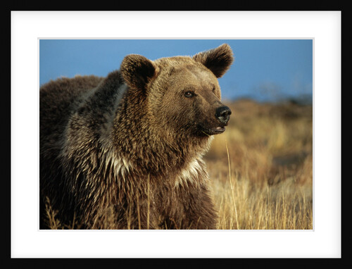 Grizzly Bear near Lake by Anonymous