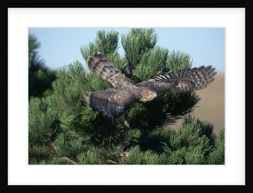 Young Northern Goshawk Flying from Ponderosa Pine by Anonymous