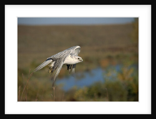 Gyrfalcon in Flight by Anonymous