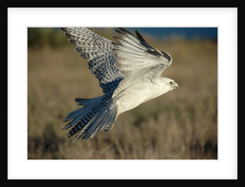 Gyrfalcon in Flight by Anonymous