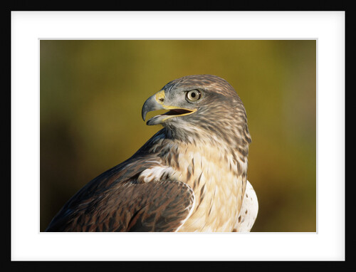 Close-up of Ferruginous Hawk by Anonymous