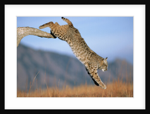 Bobcat Jumping from Branch by Anonymous