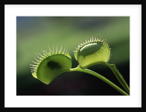 Shadow of a Fly Caught by Venus Fly Trap by Anonymous