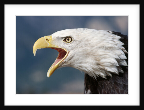 Portrait of a Bald Eagle by Anonymous
