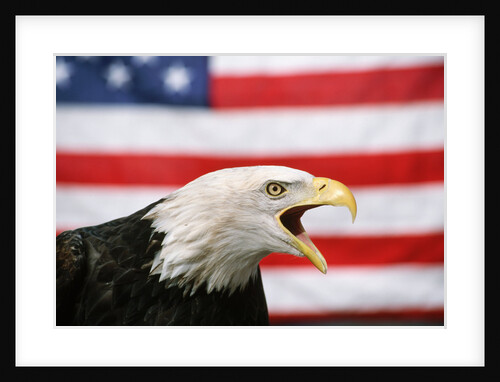 Bald Eagle Squawking with American Flag by Anonymous