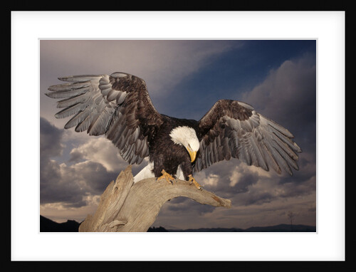 Bald Eagle Landing on Snag by Anonymous