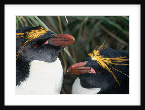 Pair of Nesting Macaroni Penguins by Anonymous