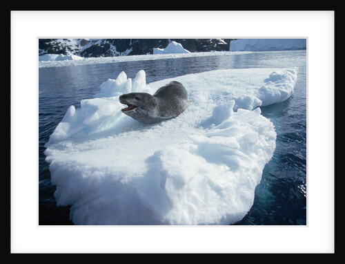 Leopard Seal on an Iceberg by Anonymous