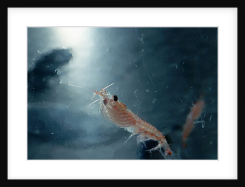 Frozen Antarctic Krill by Anonymous