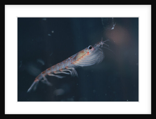 Antarctic Krill by Anonymous