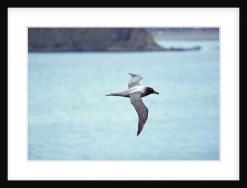 Light Mantled Sooty Albatross in Flight by Anonymous