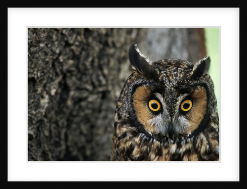 Long-eared Owl with Suprised Expression by Anonymous