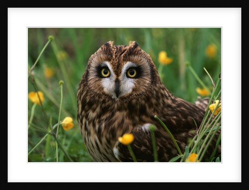 Short-eared Owl Staring with Yellow Eyes by Anonymous