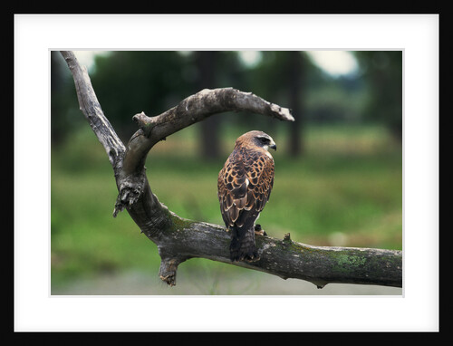 Female Swainson's Hawk on Snag by Anonymous