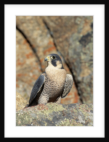 Female Peregrine Falcon on Granite Cliff by Anonymous