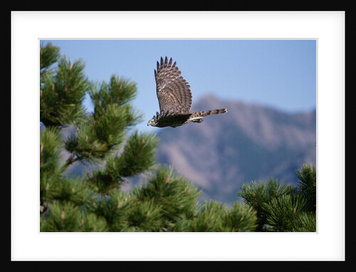 Juvenile Goshawk in Flight by Anonymous