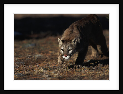 Mountain Lion Hunting by Anonymous