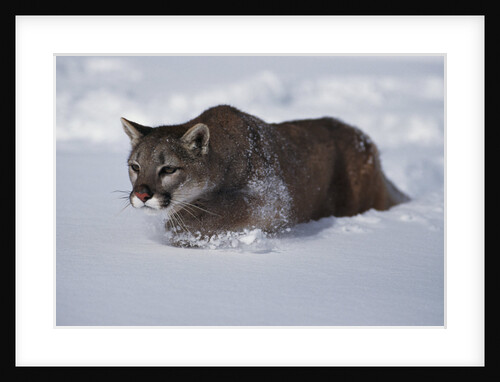 Mountain Lion in Snow by Anonymous