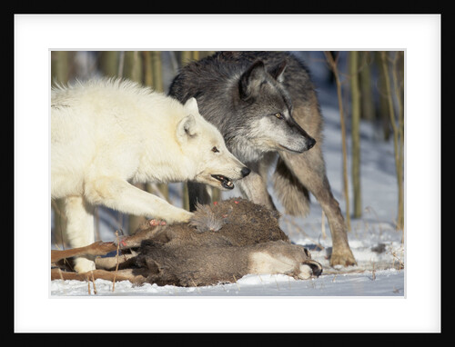 Pair of Gray Wolves Eating Mule Deer by Anonymous